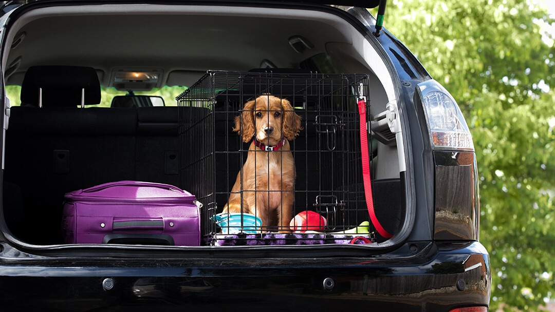 Dog in footwell of car best sale